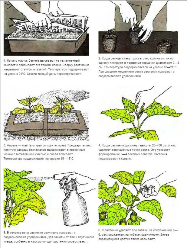 Когда высаживать семена баклажанов на рассаду в 2022-2023 году